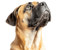 Crown English Mastiff Puppies